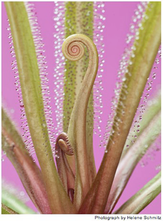 Illustration for article titled The Unfurled Petals That Lure With Sweet Poison